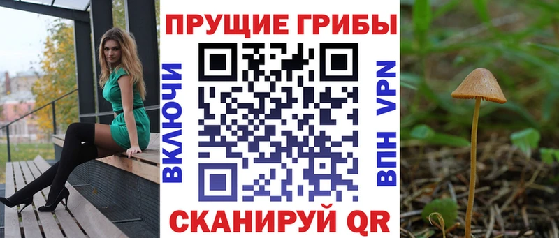 магазин Болхов Псилоцибиновые грибы Psilocybe